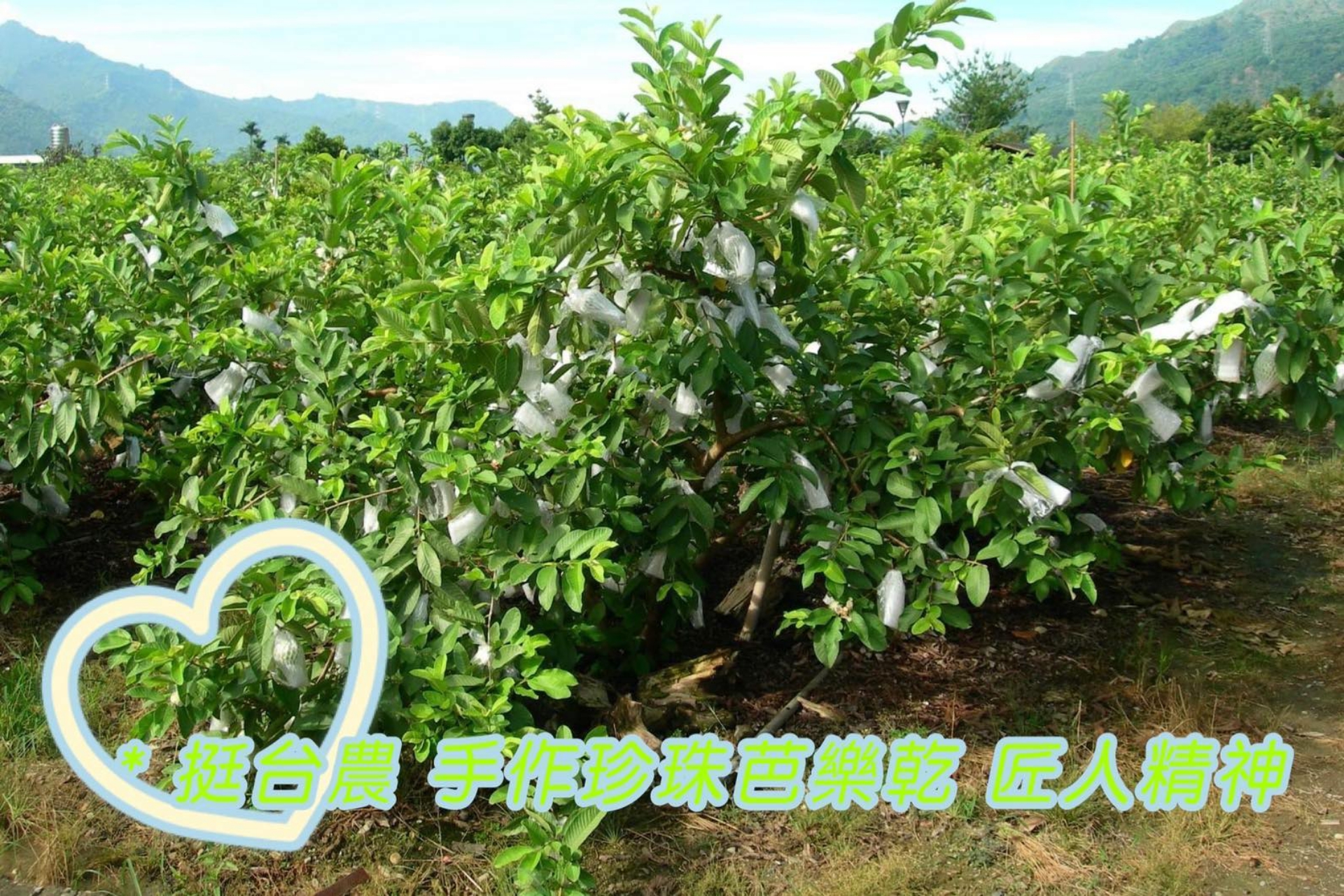 Banner10 蔬果工業 果乾系列